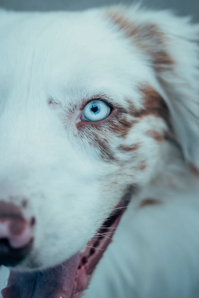 Samen werken aan gehoorzaamheid en vertrouwen Beginnerscursus voor honden waarbij eigenaar en hond samen oefenen in Limburg
