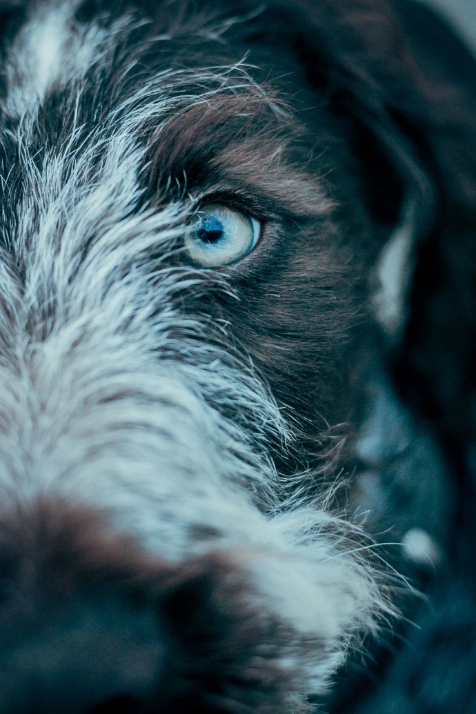 Een veilige en leuke start voor elke puppy Persoonlijke begeleiding afgestemd op jouw hond