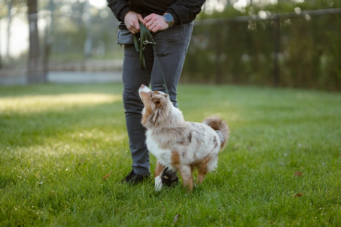 Hond leert gehoorzaamheidsoefeningen tijdens een privéles in Oudsbergen