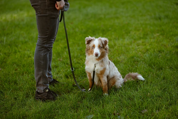 Privé hondentraining in Oudsbergen waarbij eigenaar en hond samen oefenen met begeleiding van Het S-Hof