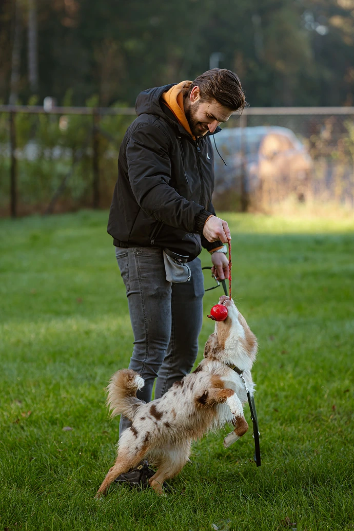 Hond leert positief gedrag tijdens persoonlijke hondentraining bij Het S-Hof